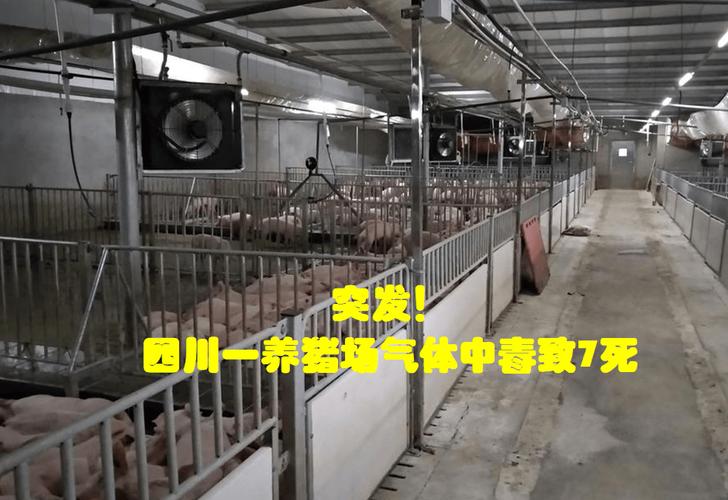 養豬場化糞池有毒氣體